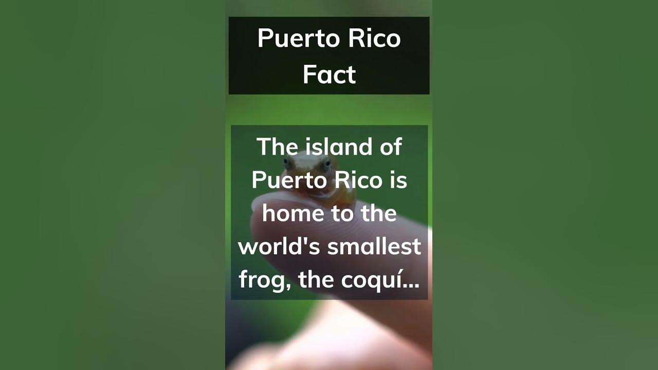 Do you like the song of the coquí? Let me know in the comments 👇 #shorts #puertoricofacts