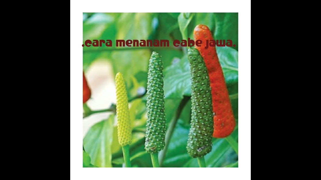 Budidaya cabe jawa 