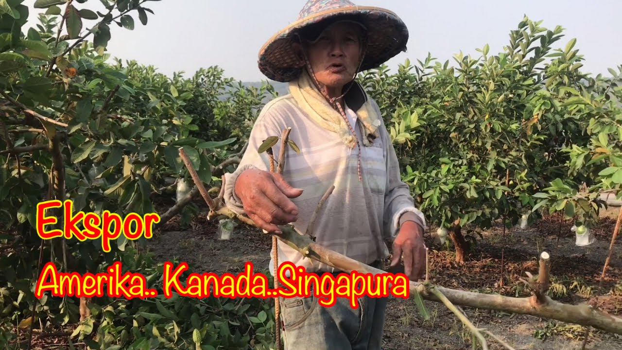Jambu kristal ekspor ke Amerika dan Kanada