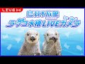 24時間放送 鳥羽水族館 ラッコ水槽ライブカメラ 24時間放送 鳥羽水族館 ラッコ水槽ライブカメラ