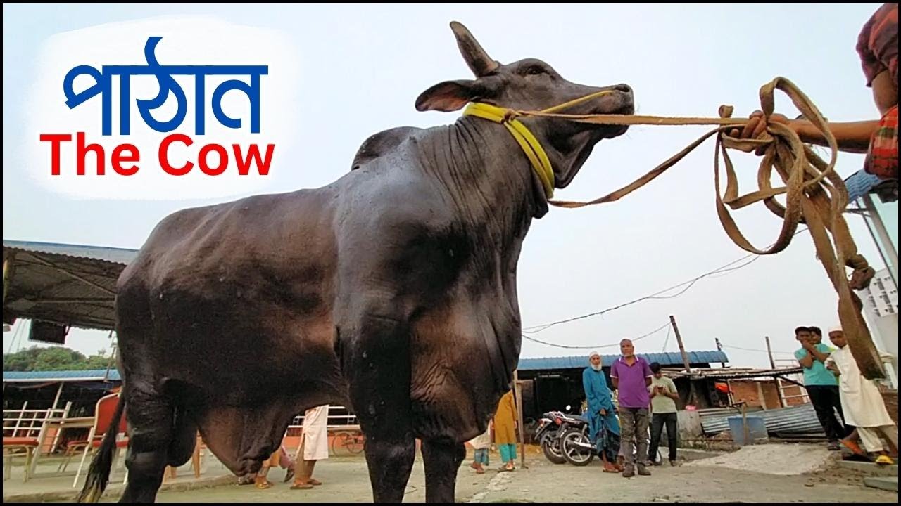 পাঠান গরু বাংলাদেশে একটাই। Pathan The Cow - YouTube