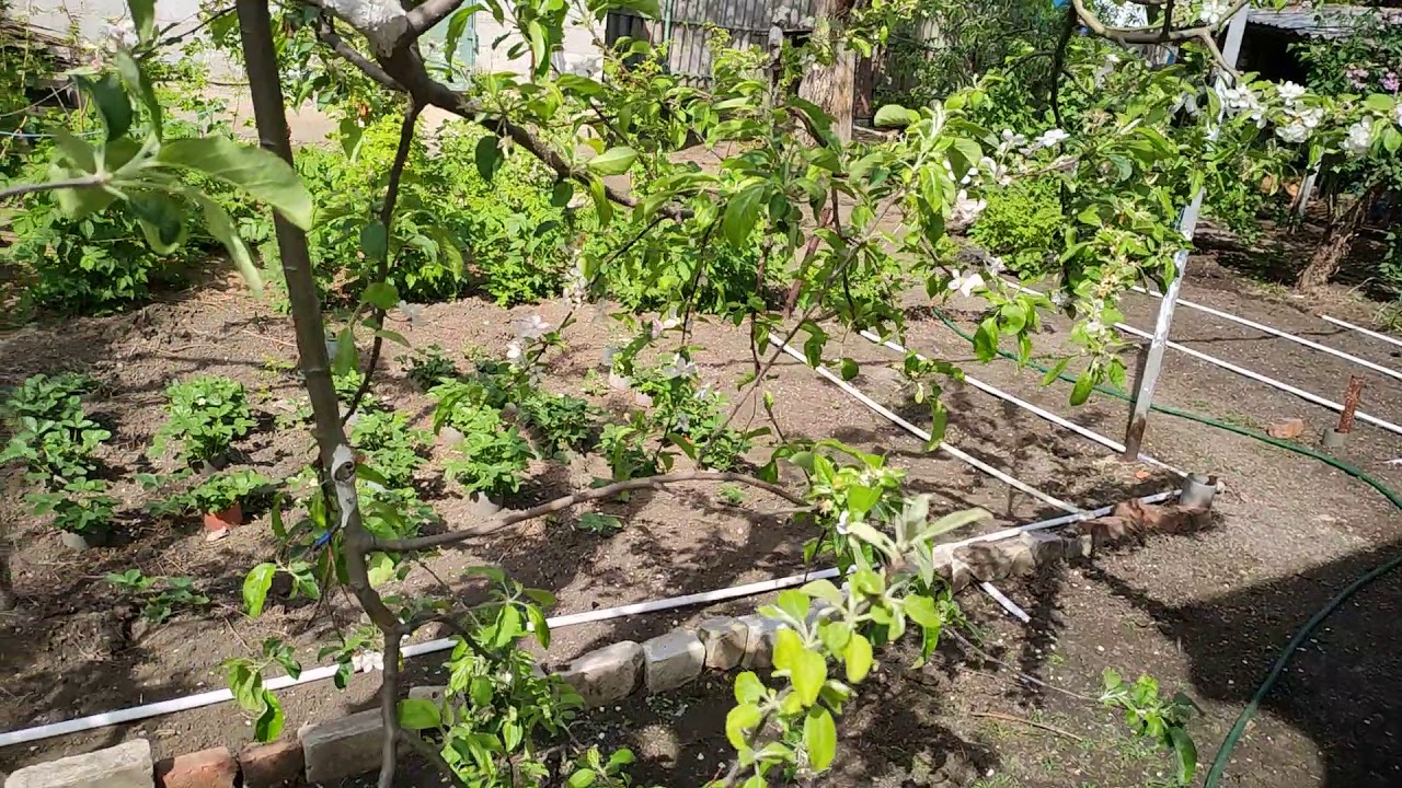 Капельный полив из водопровода из пластиковых труб - YouTube