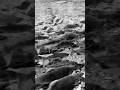 Thousands of Kokanee Salmon heading up stream to spawn