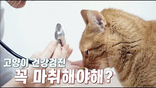 [ENG SUB] 수의사가 알려주는 고양이 종합 검진 비용부터 항목까지 총정리!!!!