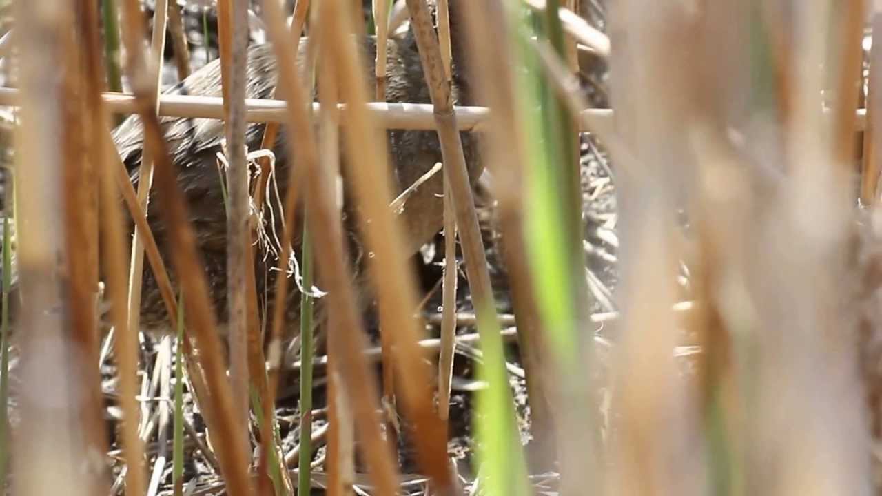 clapperboard shopee MNSA Cam: 4/28/13 the stealthy Clapper Rail