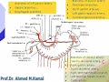 35 Blood Vessels Of The Stomach Abdomen Anatomy By Dr Ahmed Kamal
