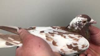 Meulemans choco 892