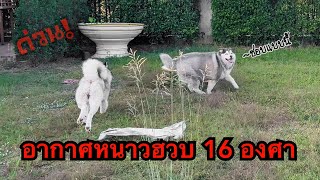 เช้านี้ 16 องศาที่บึงกาฬ น้องหมาดีใจหลังลมพัดอย่างหนักอากาศก็เย็นฮวบไม่ทันตั้งตัวชวนกันวิ่งระรื่น