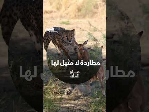 مطاردة لا مثيل لها