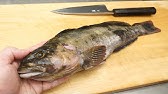 素人でもできる アブラメ アイナメ アブラコ のさばき方 お刺身にするまでの全行程 を見やすいアングルで How To Fillet A Fish Fat Grrenling Youtube