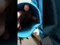 袖の中を行って帰って来るインコ #shorts #birds #ペット #parakeet #セキセイ