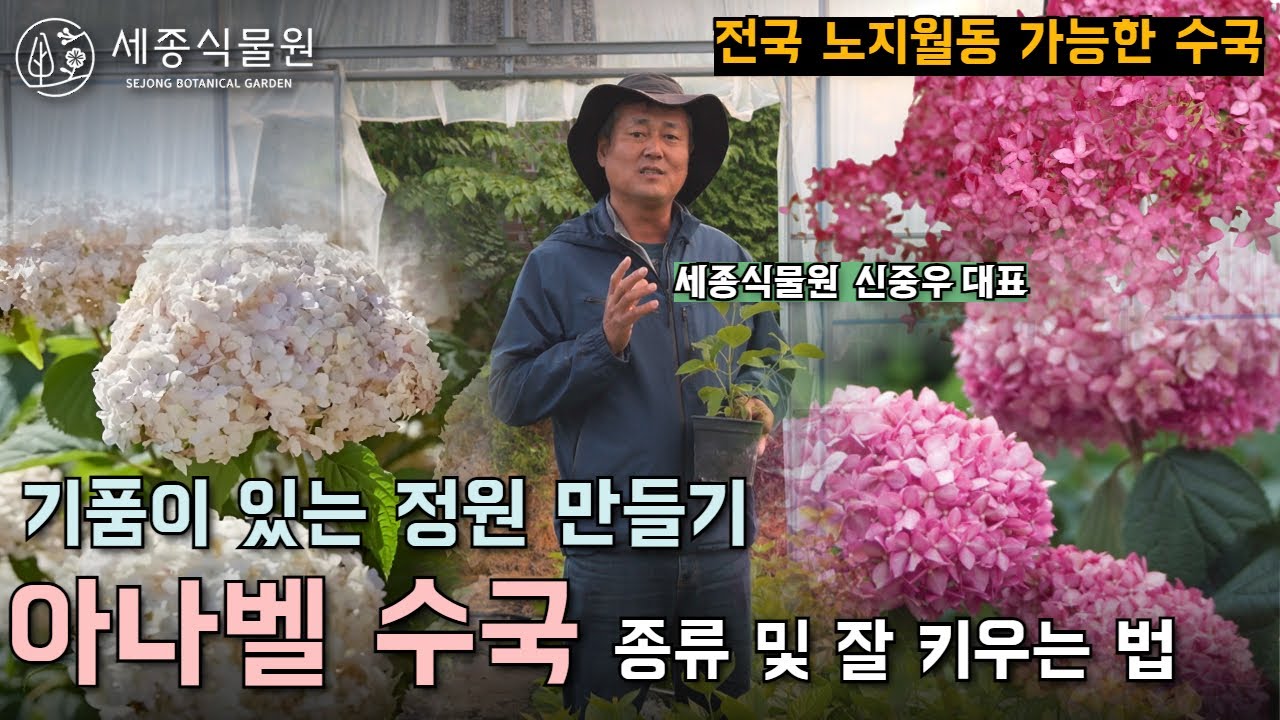 정원의 품격을 높여주는 전국 노지월동 가능한 미국수국 아나벨수국 #수국 #정원 #정원가꾸기 #가드닝 #조경 #정원관리
