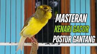Suara Burung Kenari Gacor! untuk Pancingan Kenari Muda Belajar Bunyi Langsung Bunyii