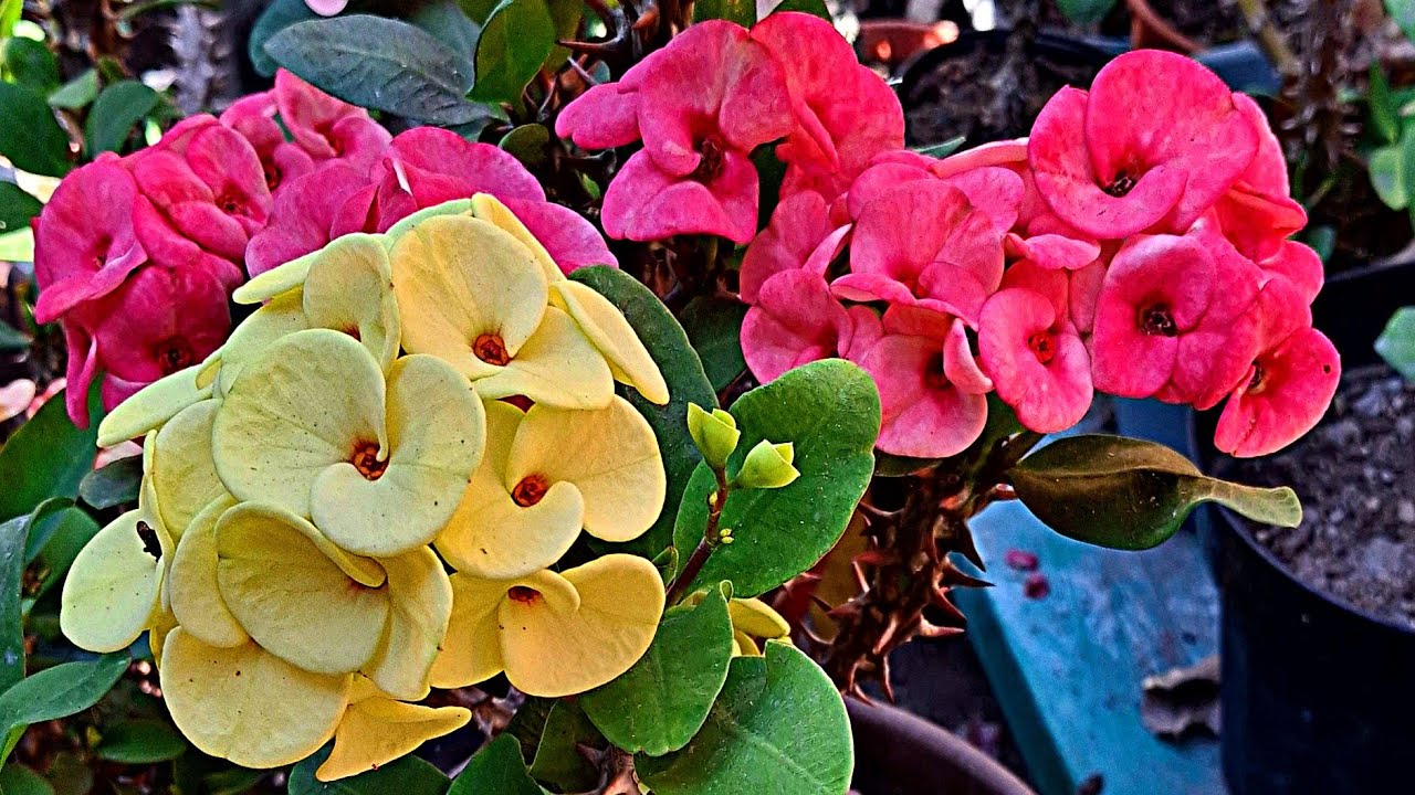 Como reproducir propagar coronas de cristo por esquejes 