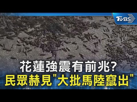 花蓮強震有前兆? 民眾赫見「大批馬陸竄出」｜TVBS新聞 @TVBSNEWS02