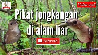 Ampuhh..??! Audio jongkangan nyuling untuk pikat dan pancingan