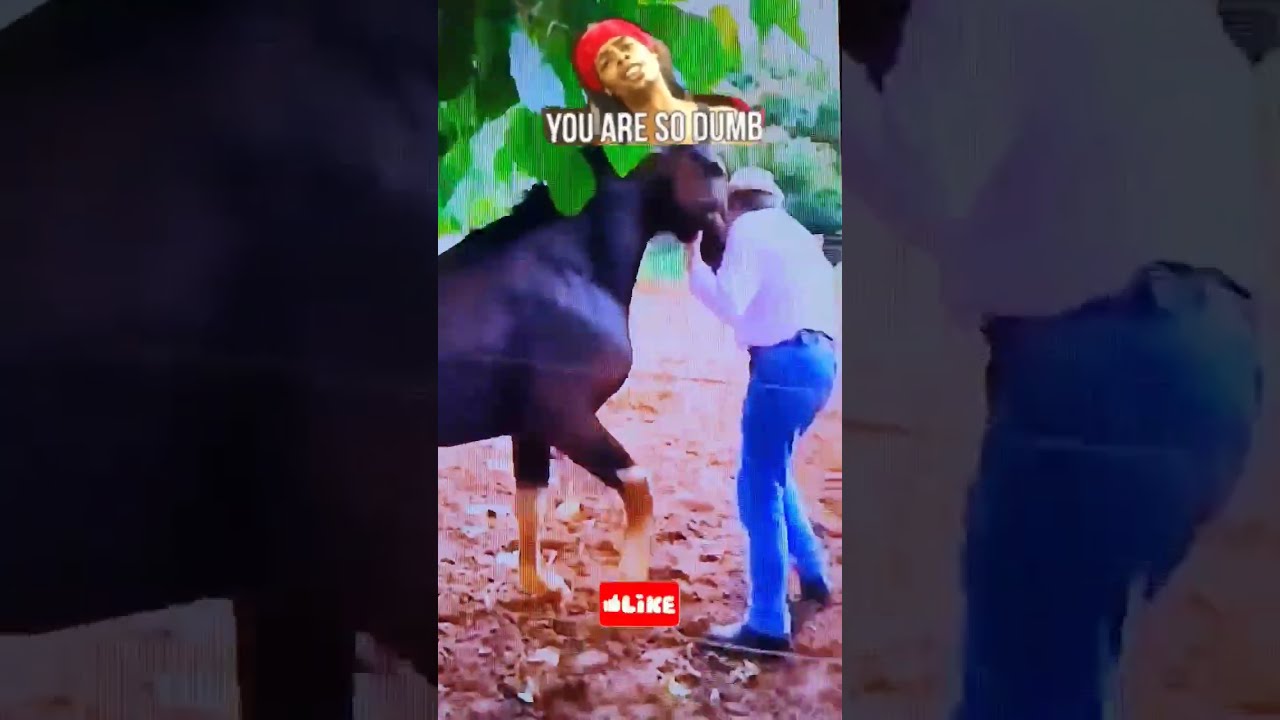 Horse Bites Stupid Man S Shirt Off Shorts Animals Horses Ytshorts Wildlife Tiktok Short