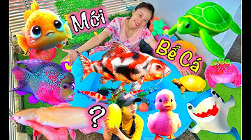 Bạn Cá Và Hanale Review Bể Cá Mới, Bắt Cá Cảnh Dễ Thương, Các Con Vật, Vịt Con, Cua, Rùa, Cá Koi