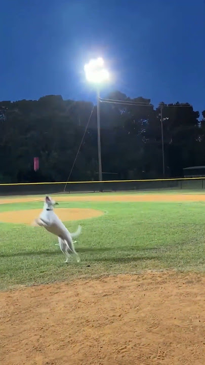 Dog Head Butts Pop Fly!