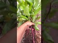 Bahuut upayogi hai ye paudha# #terracegardenindia #garden#plantsofindia #gardenplants #gardenideas