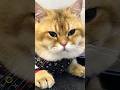 СИМБА😎Как Вам наш красавчик?😉#кот #котики #catvideos #cat