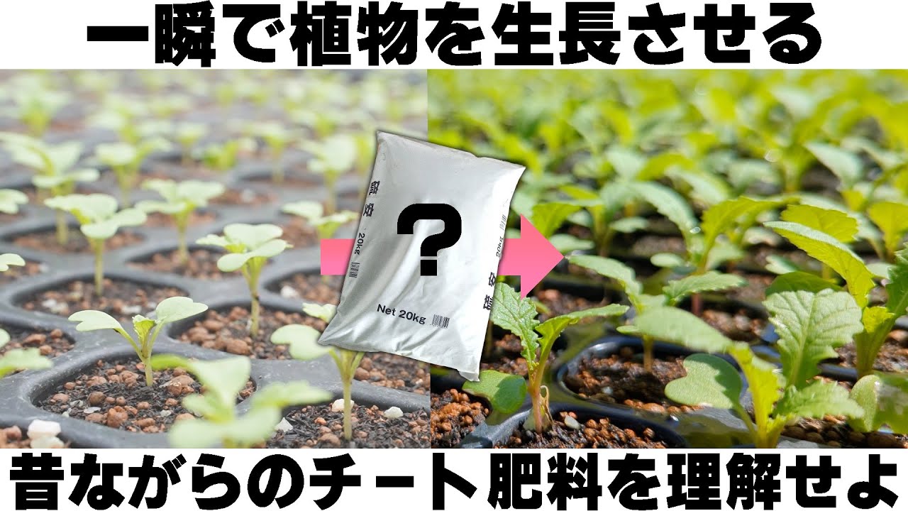 【チート追肥アイテム】尿素と硫安の違いを理解して使いこなそう