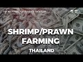 The surprising benefits of shrimp farming  professional certificate program in thailand