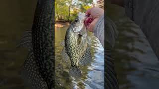 Target Species #freshwaterfish #ncfishing #fallfishing #crappie #crappiefishing #easternnc