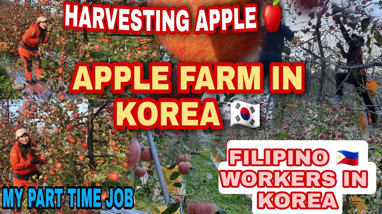 HARVESTING APPLE 🍎 APPLE FARM IN KOREA 🇰🇷 PART TIME JOB YouTube