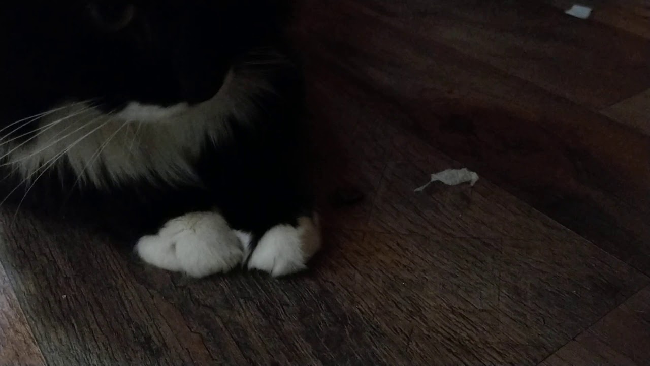 So the cats found a stink bug YouTube