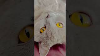 Cat Siri #beautiful #happy #cat #funny #shorts