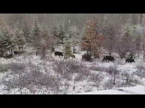 Video: Vânătoarea De Mistreți Iarna: Caracteristici