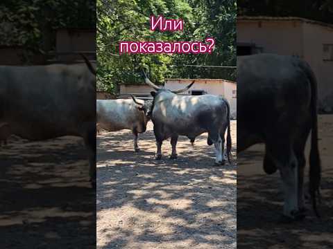 Есть ли любовь у быков!? #бык #корова #бычок #животные #милота #телёнок #домашниеживотные
