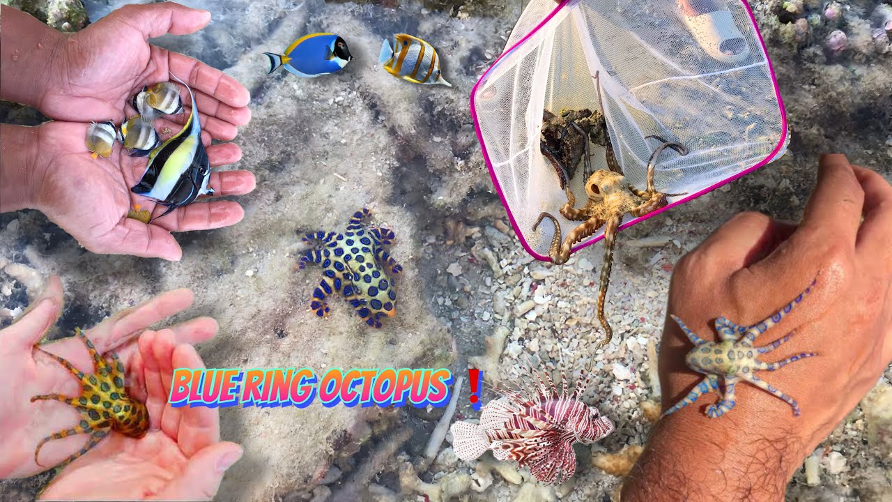 Pantai ini PENUH dengan GURITA CINCIN BIRU ☠️ Hewan PALING BERACUN ❗️❗️❗️
