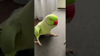Говорящий ожереловый попугай Ричи Ваше любимое ❤️