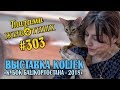 Глазами животных #303. Выставка кошек «Кубок Башкортостана 2018»