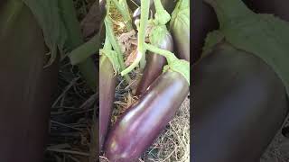 Баклажан өсіру.  Жемісін балғын күйде жинау.
