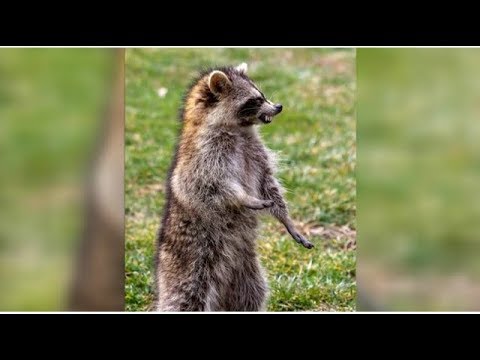 Video: A City In Ohio Is Overrun By Zombie Raccoons - Alternative View