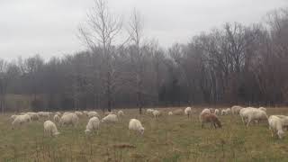 Episode #57. Greg Judy with parasite resistant sheep behind 1 hot wire