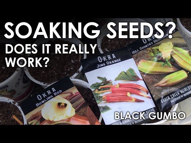 Does Soaking Seeds Speed Germination? || Black Gumbo - YouTube