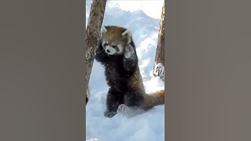 Red pandas playing☺ - #shorts #nature