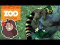 Leaping Baby Lemurs!! 🦁 Zoo Tycoon: Ultimate Animal Collection • #9