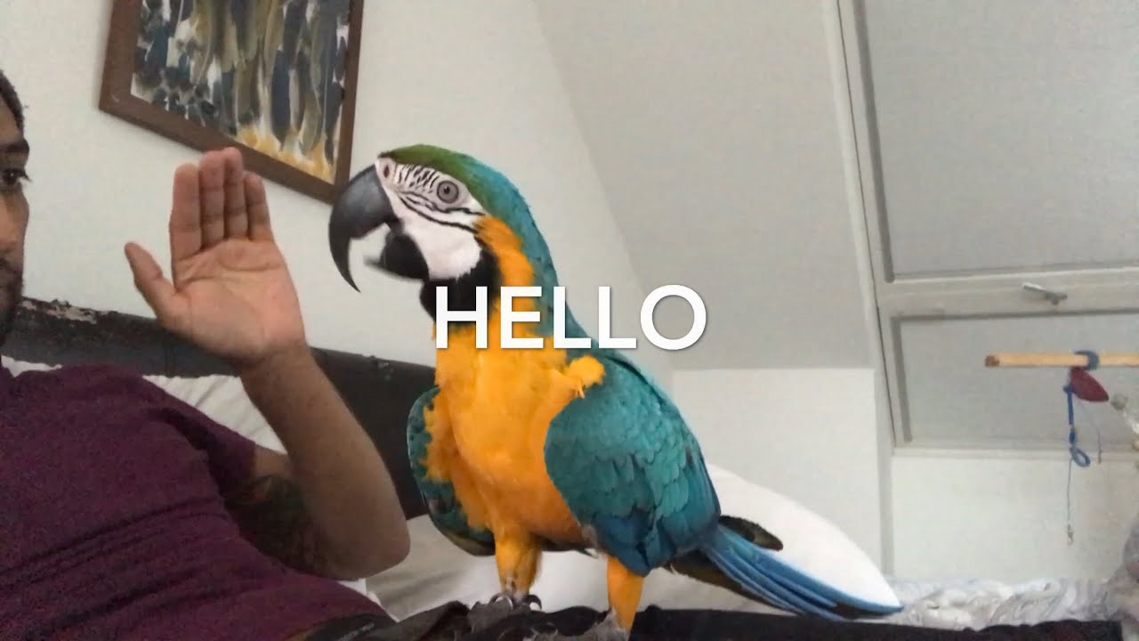 Mikey The Macaw Says HELLO When Waved At