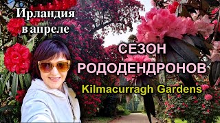 Ирландия🇮🇪Цветение рододендронов/Сады Kilmacurragh/Ботанический сад Kilmacurragh Gardens - 4K
