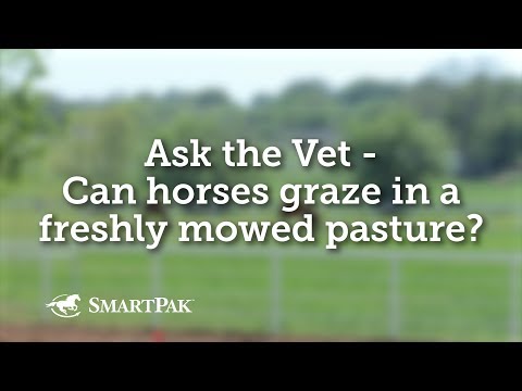 Video: Kunnen paarden mierikswortel eten?