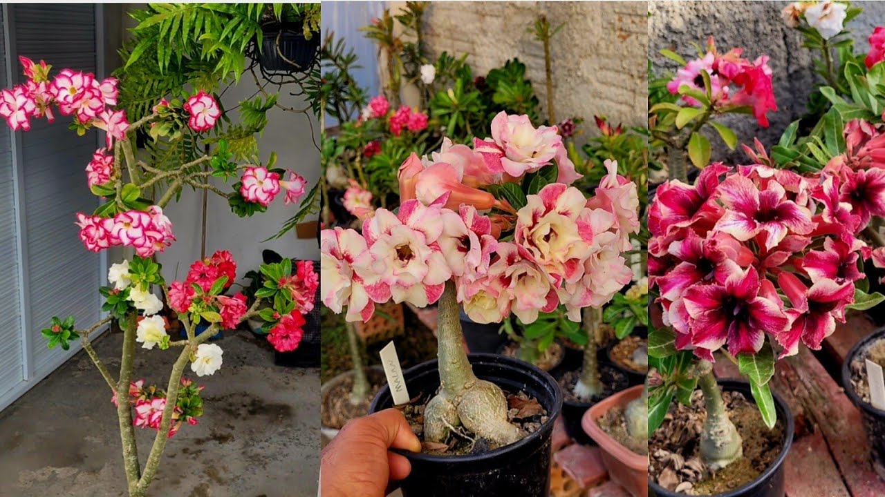 Passeio mostrando flores. 