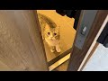 家に帰るのが遅れたら寂しがり屋な猫が玄関でこうなってました…