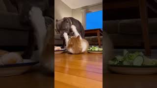 🍗🔥 Dog Eats Happy… Cat Starts WAR #funny #art