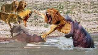 Power Terrible Hippo Rescue Hippo From Lion Hunt , Lion Lucky Escape Aniamals Save Another Animals