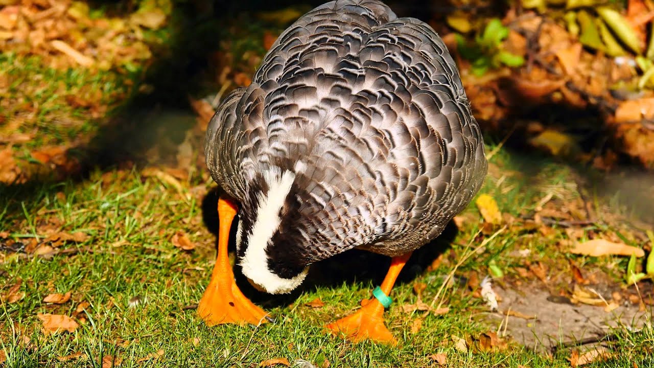 Emperor Goose (Anser canagicus | Chen canagica) / Kaisergans